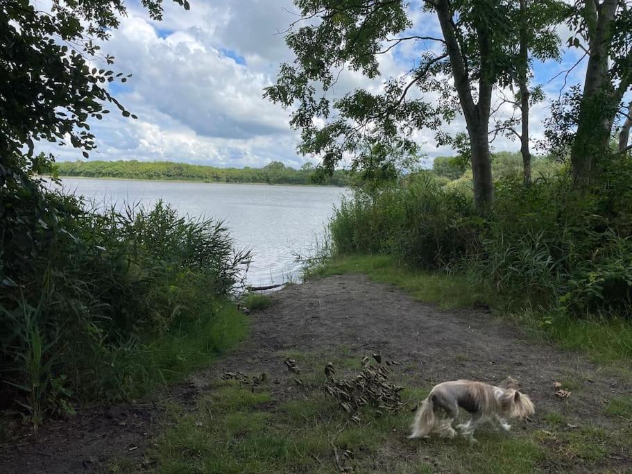 Het Tinkerparadijs, Paarden, Rust En Ruimte. Burgh-Haamstede Buitenkant foto