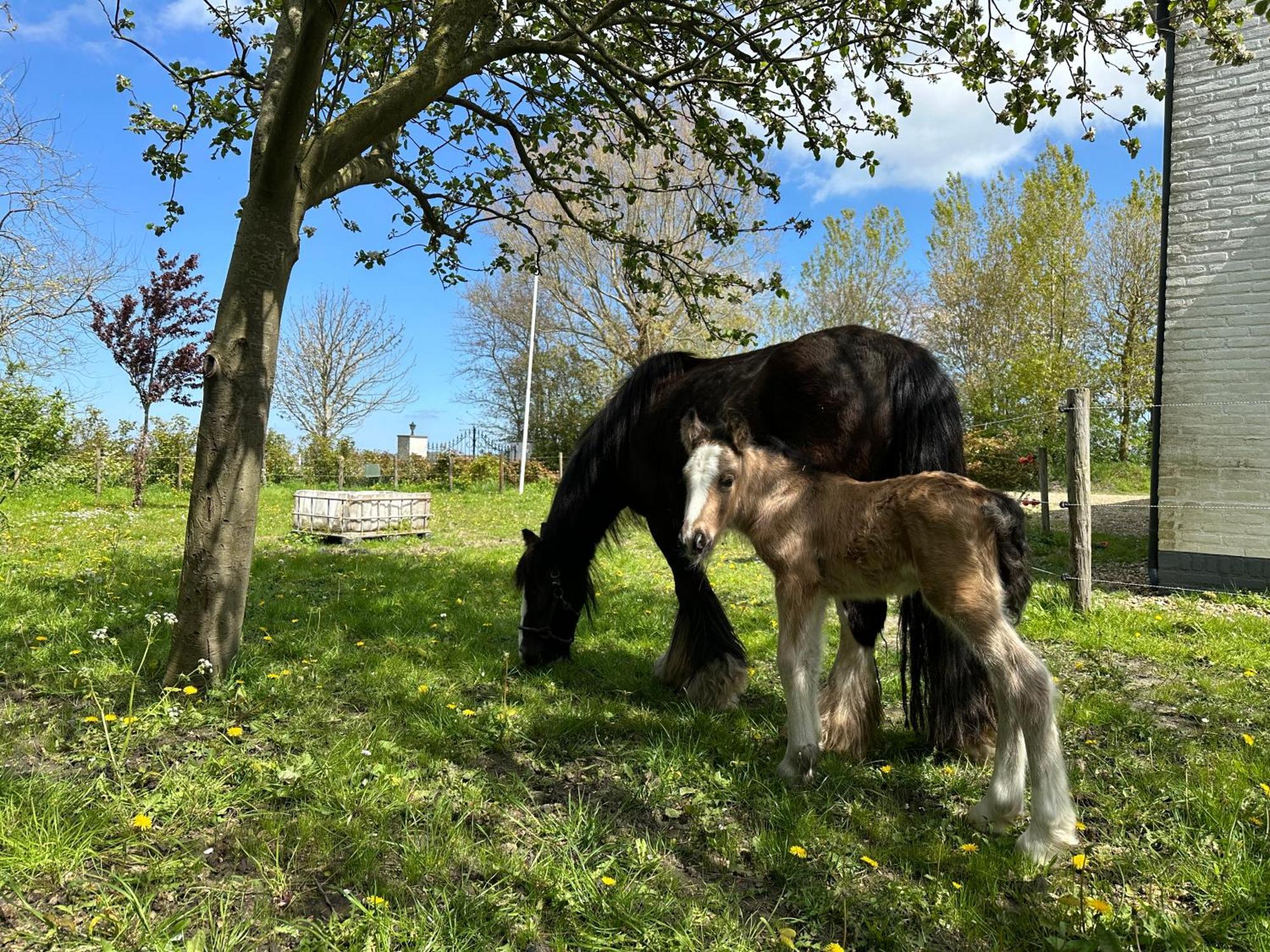 Het Tinkerparadijs, Paarden, Rust En Ruimte. Burgh-Haamstede Buitenkant foto